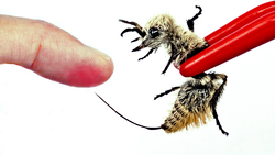 STUNG by the Longest Stinger! (Cow Killer Ant) Instructional Video