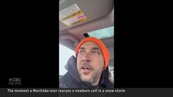 #TheMoment a newborn calf is rescued from a ditch in a spring snowstorm News Clip