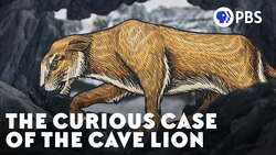 The Curious Case of the Cave Lion Instructional Video