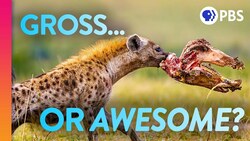 These Death-Eating Scavengers Are Real Life-Savers | IN OUR NATURE Instructional Video