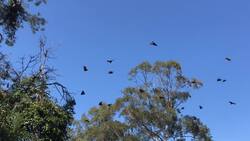 Eco TrailBlazer - Emily Stanford Instructional Video