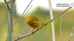 Climate change altering migratory paths for some birds, researchers say News Clip