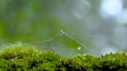 Motion video of waterdrop on green moss Stock Footage