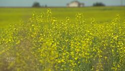 Essex County growers react to new Chinese duty on Canadian canola News Clip