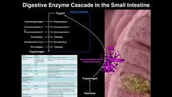 Digestive Enzyme Cascade in the Small Intestine Instructional Video