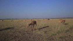 Young Saiga Comes Closer Stock Footage