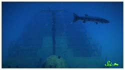 The Wild, Wiggly, Weird World of Worms | Compilation Instructional Video