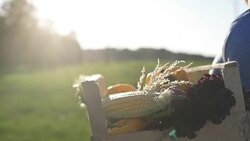 The farmer is holding a box of organic vegetables Stock Footage