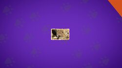 I WONDER - Do Leopards Live In Groups? Instructional Video