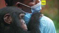 Sierra Leone: popular chimpanzee sanctuary under threat from encroachment News Clip
