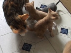 Los ciclos de los seres vivos: video de evaluación Instructional Video