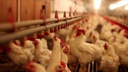 Sustainable Agriculture Engineering a win-win solution for poultry litter - Science Nation Instructional Video