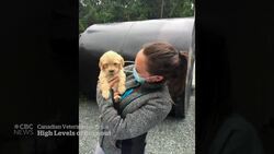 Veterinary shortage worsened by pandemic News Clip