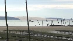 CLEAN : In time for the festive season, the first organic oysters from the Arcachon basin News Clip