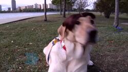 How to Make a Talking Dog Video Instructional Video