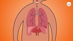 Respiratory System: From Inspiration to Expiration Explained in Simple Words Instructional Video