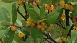 Buffaloberry season: beware of bears while in the mountains News Clip