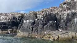 Rangers conduct first full count of Farne Islands’ puffins in five years News Clip