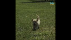 Adorable Puppies Frolicking? - Sounds like the perfect Daily Diversion! Instructional Video
