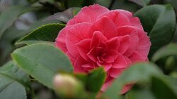 Cherry blossoms and daffodils - spring visitors still welcome Instructional Video