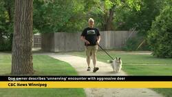 Dog owner describes 'unnerving' encounter with aggressive deer in Winnipeg neighbourhood News Clip