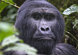 Factpack: Endangered Species Instructional Video