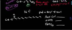 Beta Oxidation 2 Instructional Video