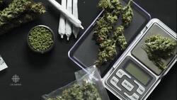 Historic gamble into legal pot News Clip