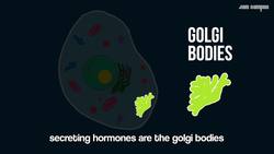 Parts of a Cell Song Instructional Video