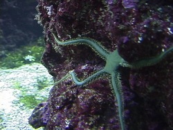 Animales simples: video de evaluación Instructional Video