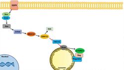 Ras Raf MEK ERK Signaling and the mTOR Pathway | Interactions and Regulation Instructional Video