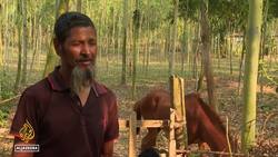 Elephants under threat: Bangladesh bans adoption of the animals News Clip