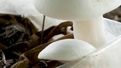 Mushrooms growing in greenhouse Stock Footage