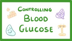 GCSE Biology - Control of Blood Glucose Concentration #56 Instructional Video