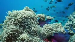 Underwater Magnificent Anemone (Heteractis magnifica) with Skunk Anemonefish (Amphiprion ephippium) Clownfish Stock Footage