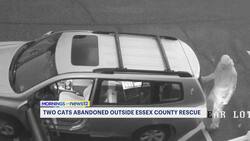 Cats found near death after being abandoned in freezing temperatures News Clip