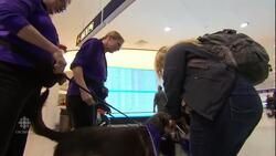 Furry friends aim to ease travel anxiety during holiday chaos News Clip