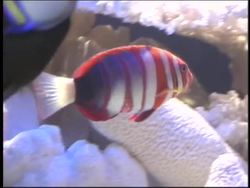 The Biosphere: Introduction Instructional Video