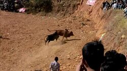 CLEAN : Thousands celebrate Nepal bullfighting fiesta News Clip