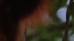 Orangutans in the Mist Instructional Video