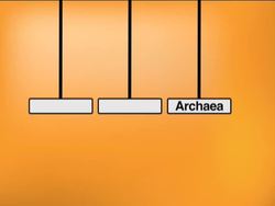 The Classification of Organisms: Modern Classification Systems Instructional Video