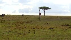 group of giraffes in savanna at africa Stock Footage