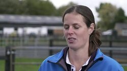 Cinders the horse recovers after acid attack Stock Footage