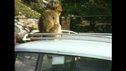 A Visit to Gibraltar 1964 Stock Footage
