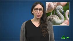 Why Aren't Mammals More Colorful Instructional Video