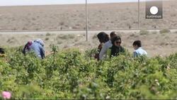 Iran’s rose growers scent post sanction export opportunities News Clip