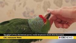 The plight of the abandoned parrot: inside Greyhaven Exotic Bird Sanctuary News Clip