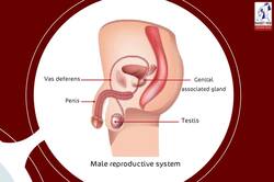 Reproduction and Continuity of Species: Reproduction in Humans Instructional Video