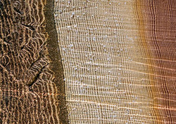 Xylem Instructional Video