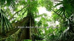 The Roots of Plants Instructional Video